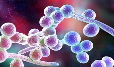 Candida sponge